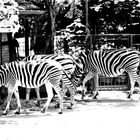 Schwarz weiser Freitag ...Zebra