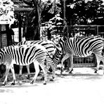 Schwarz weiser Freitag ...Zebra