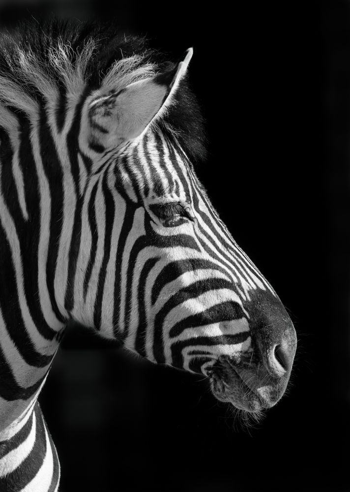 SchwarzWeiss&hellip; Foto &amp; Bild fotos, natur, tiere Bilder auf