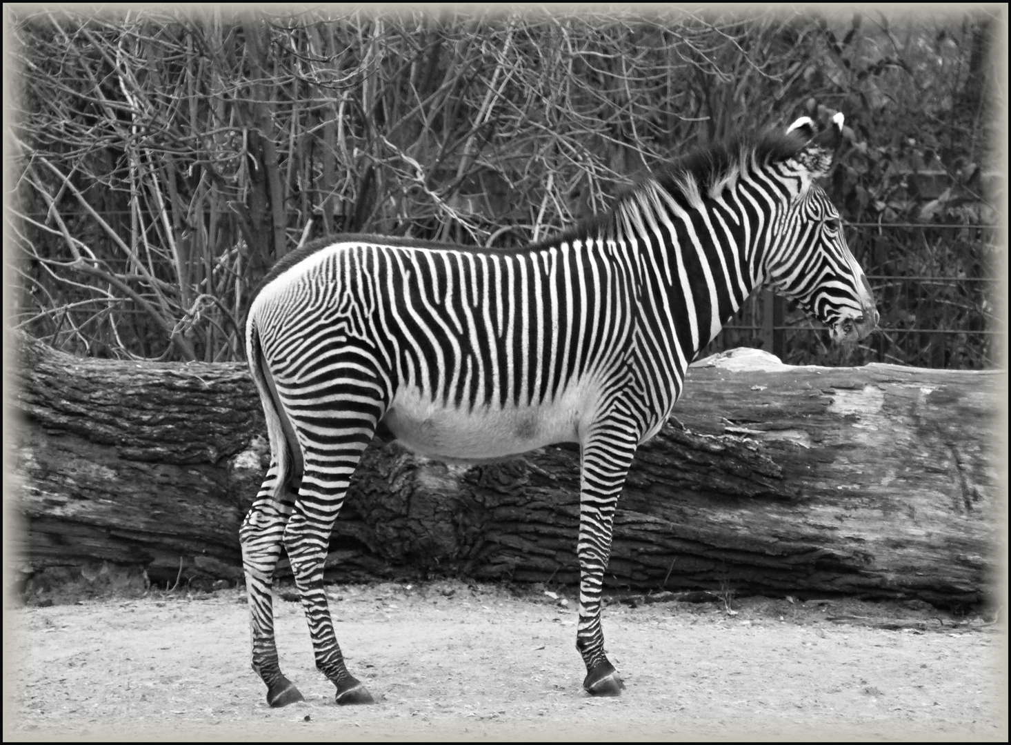 schwarz / weiß Foto &amp; Bild tiere, zoo, wildpark &amp; falknerei