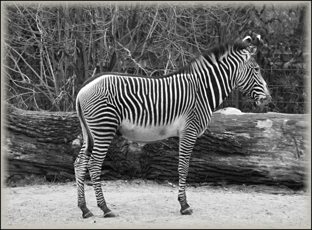 schwarz / weiß Foto &amp; Bild tiere, zoo, wildpark &amp; falknerei