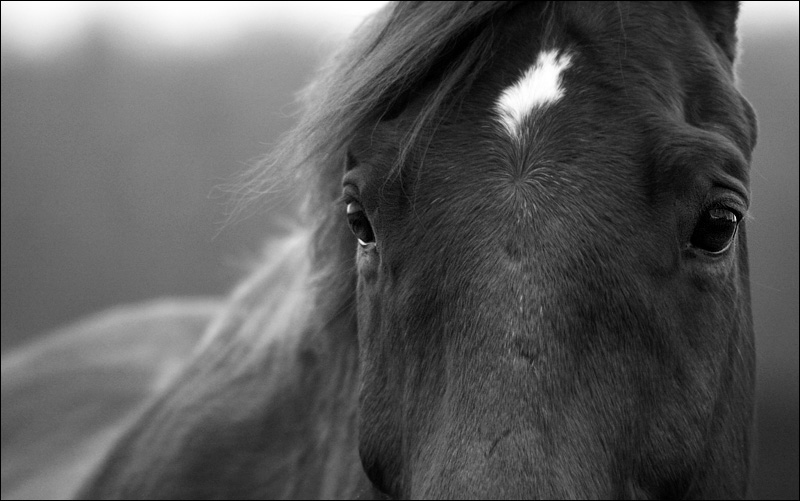 Schwarz Weiss Foto Bild Tiere Haustiere Pferde Esel Maultiere Bilder Auf Fotocommunity