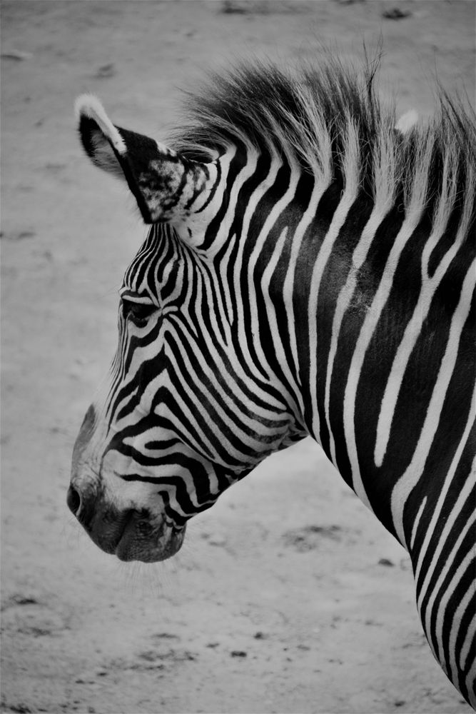 schwarz weiß Foto &amp; Bild tiere, zoo, wildpark &amp; falknerei, natur