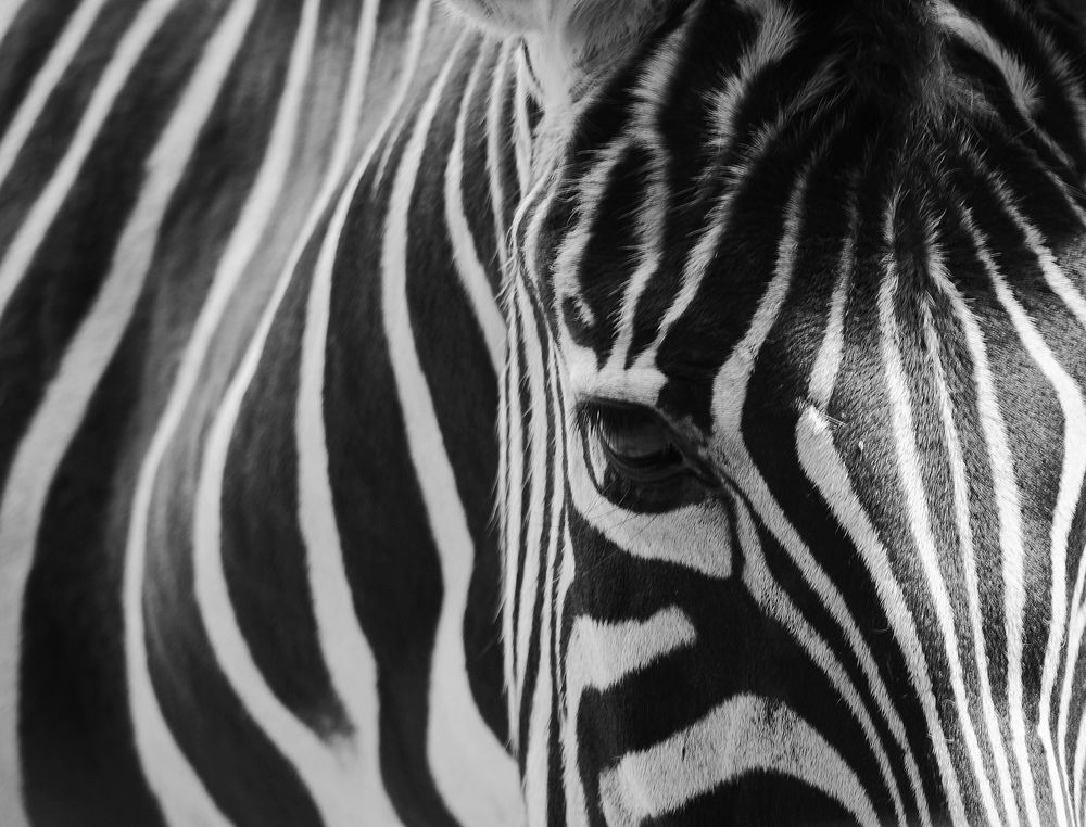 Schwarz Weiss Foto & Bild | natur, tiere Bilder auf fotocommunity