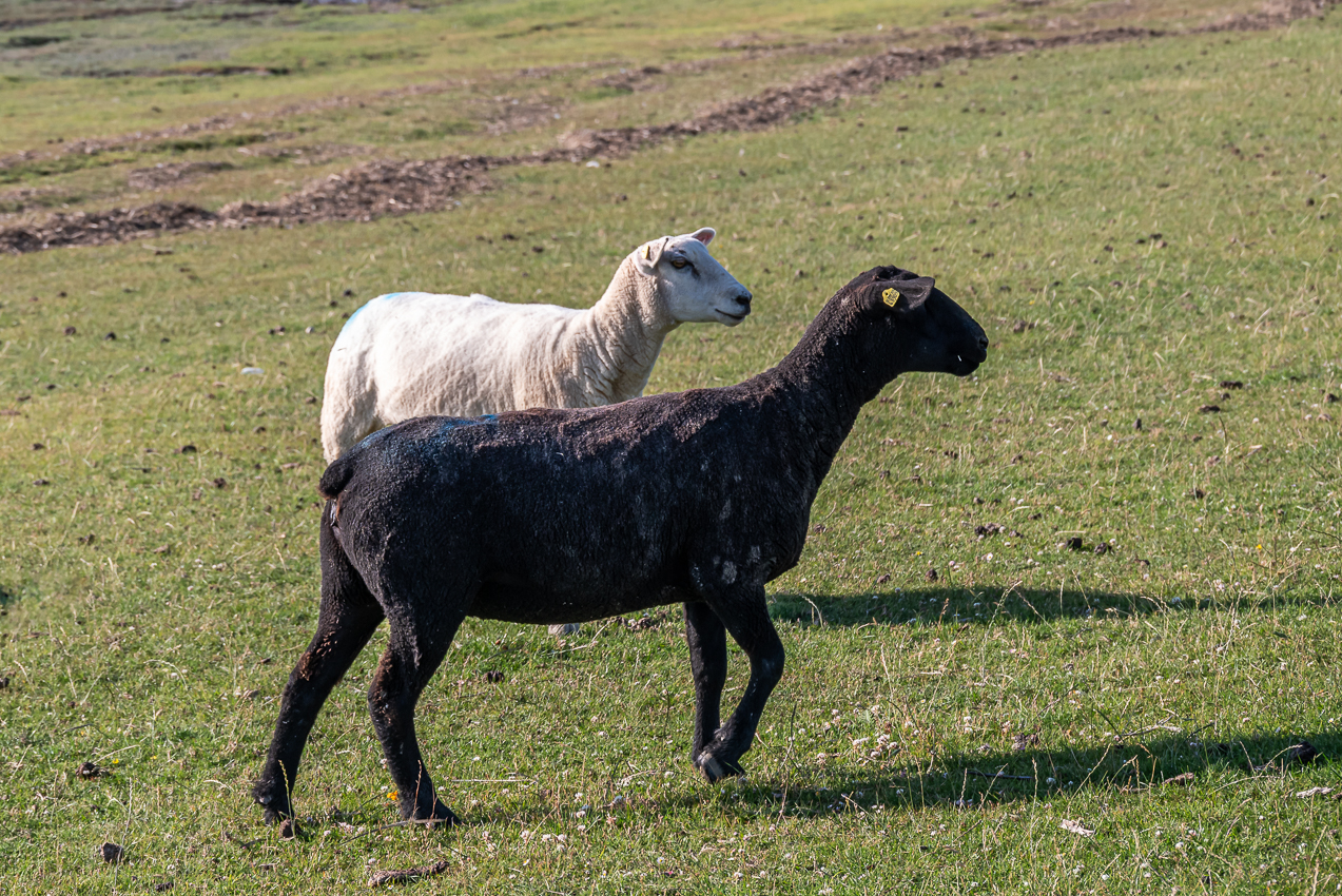 Schwarz & Weiß