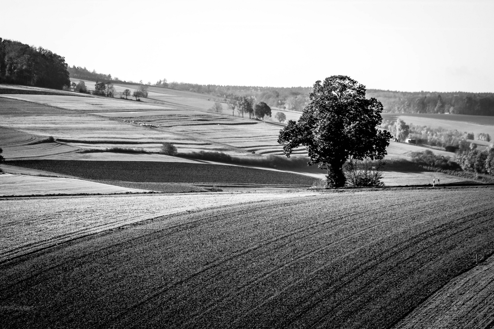 Schwarz weiß Foto & Bild | landschaft, Äcker, felder & wiesen, natur