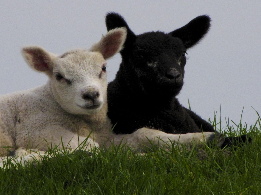 Schwarz - Weiß Foto & Bild | tiere, tierfreundschaften, natur Bilder
