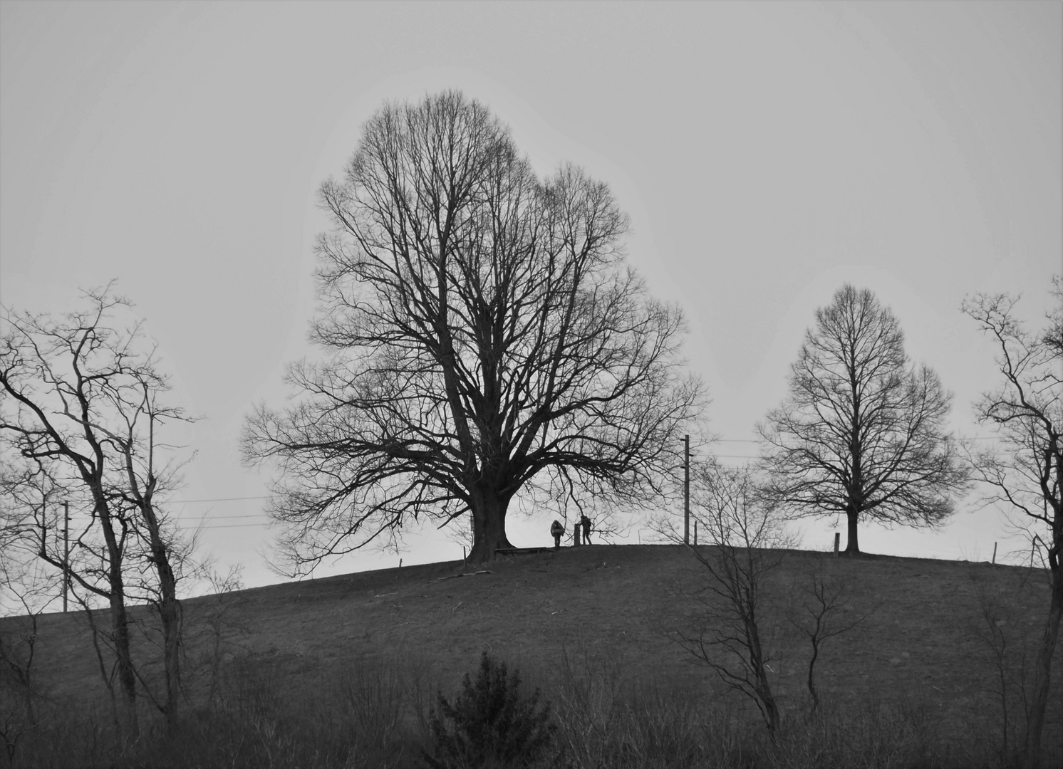 schwarz-weiss