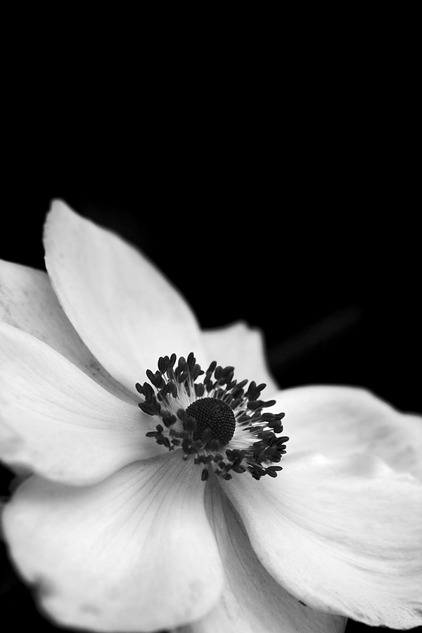 Schwarz-Weiss-Anemone.