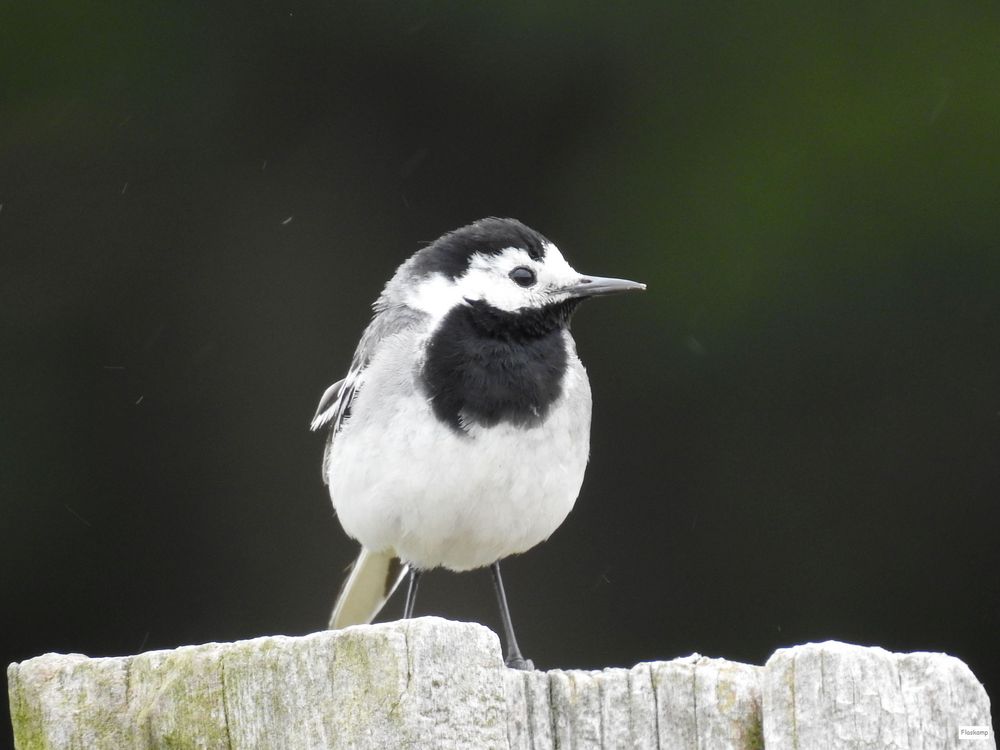 schwarz-weiß-Aufnahme ? Foto & Bild | tiere, wildlife, wild lebende