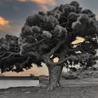 Schwarz-Weiß Baum