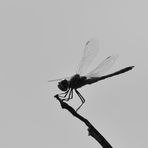 Schwarz weiß, black & White, blanco y negro 