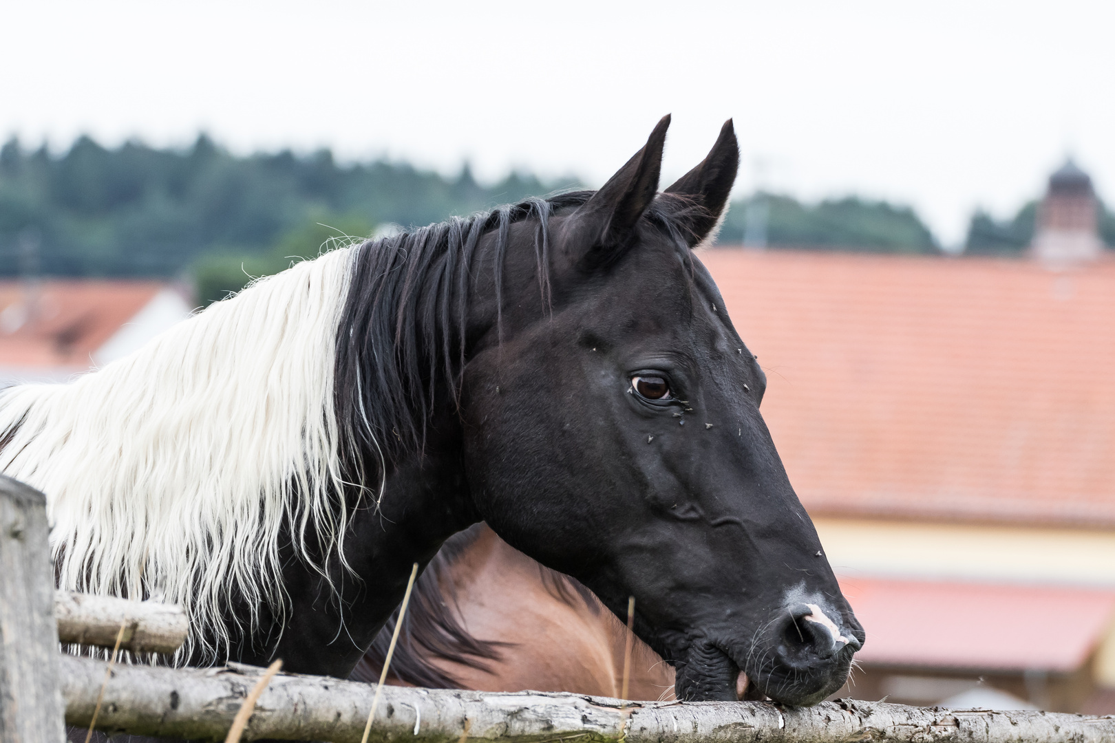 Schwarz Weiß