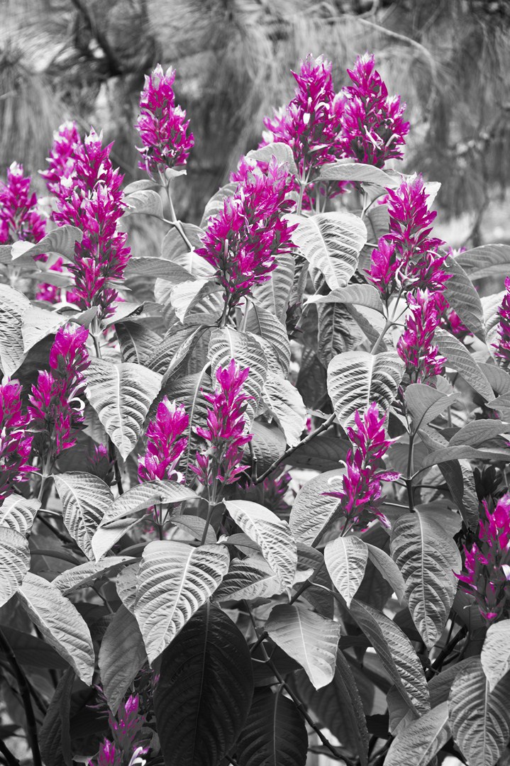 Schwarz Weiss Farbe 2 Foto Bild Fotomontagen Ebv Natur Kreativ Aufnahmetechniken Bilder Auf Fotocommunity