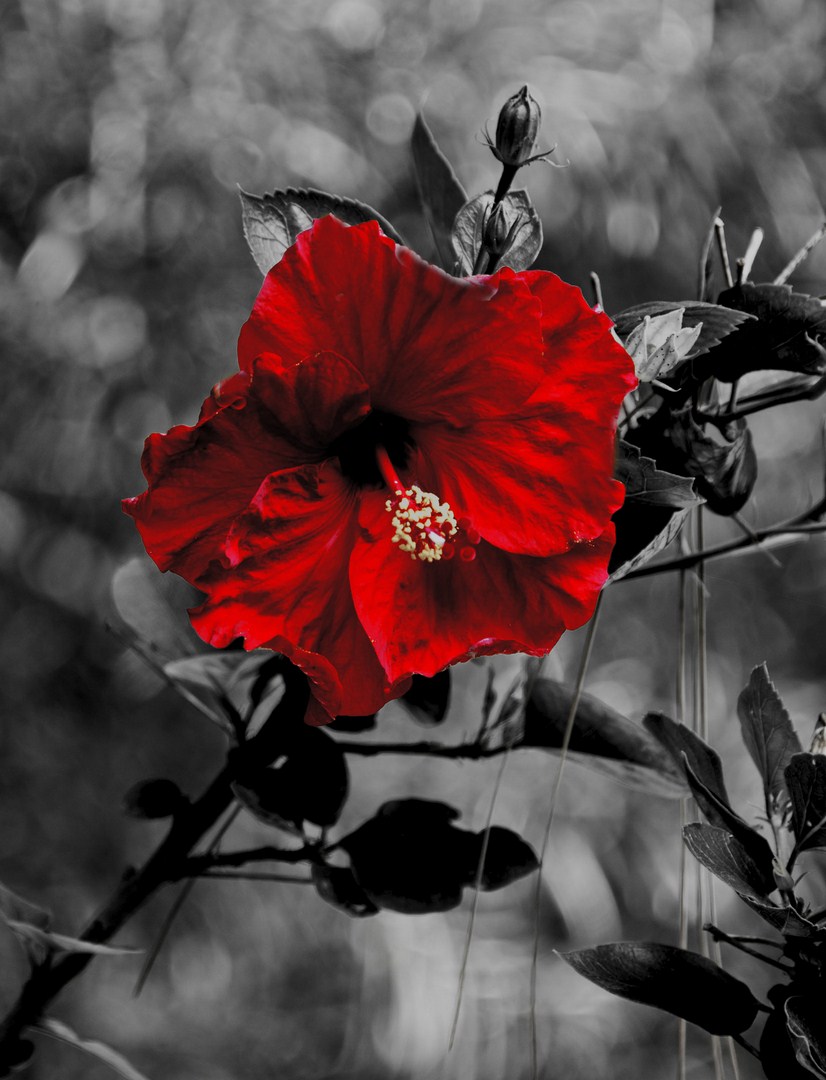 Schwarz Weiss Farbe 4 Foto Bild Pflanzen Pilze Flechten Bluten Kleinpflanzen Blumen Bilder Auf Fotocommunity
