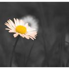 Schwarz-weiß-Gänse-Blume