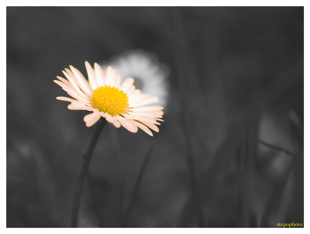 Schwarz Weiss Ganse Blume Foto Bild Natur Makros Natur Kreativ Aufnahmetechniken Bilder Auf Fotocommunity
