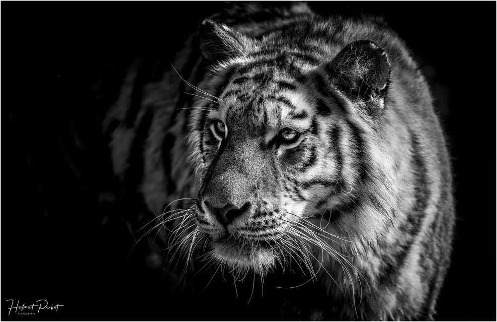 schwarzweiß getigert Foto &amp; Bild tiere, zoo, wildpark &amp; falknerei