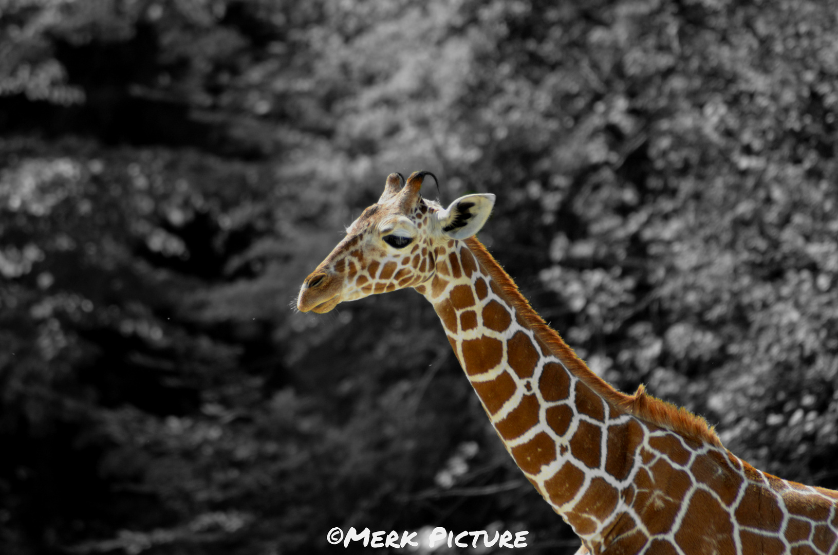 Schwarz Weiß Giraffe ;)