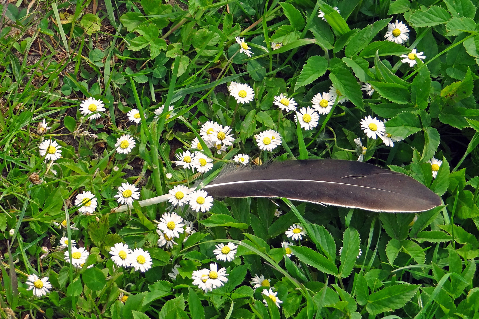 schwarz-weiß im grünen