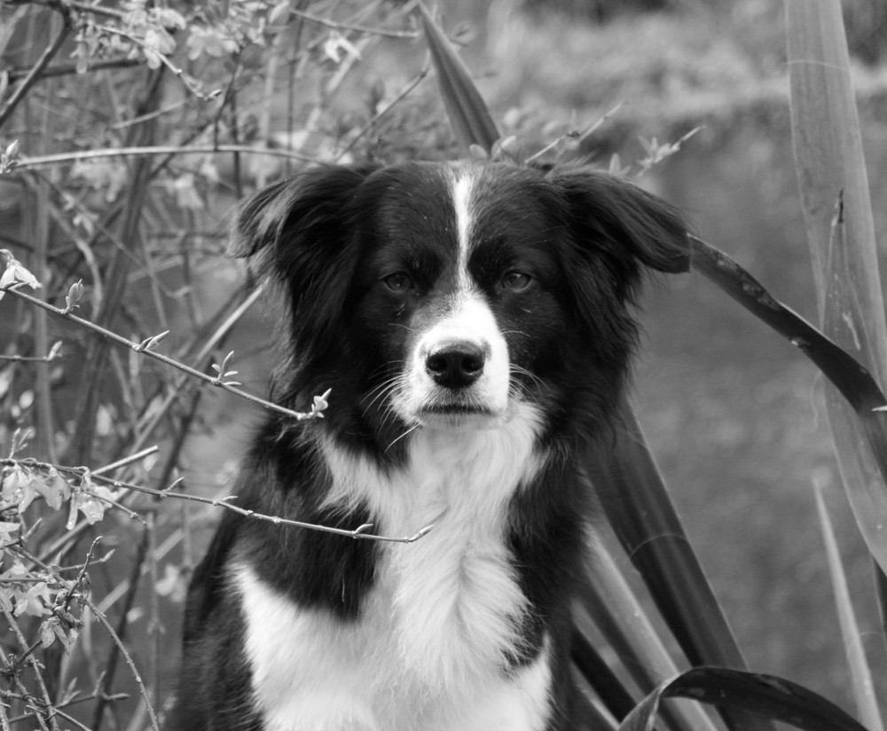 Schwarzweiß in Schwarzweiß Foto &amp; Bild tiere, haustiere, hunde