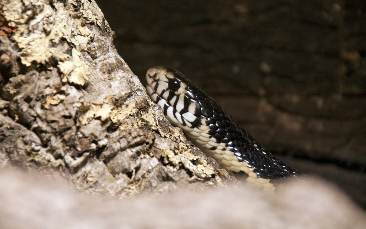 Schwarz-Weiß-Kobra