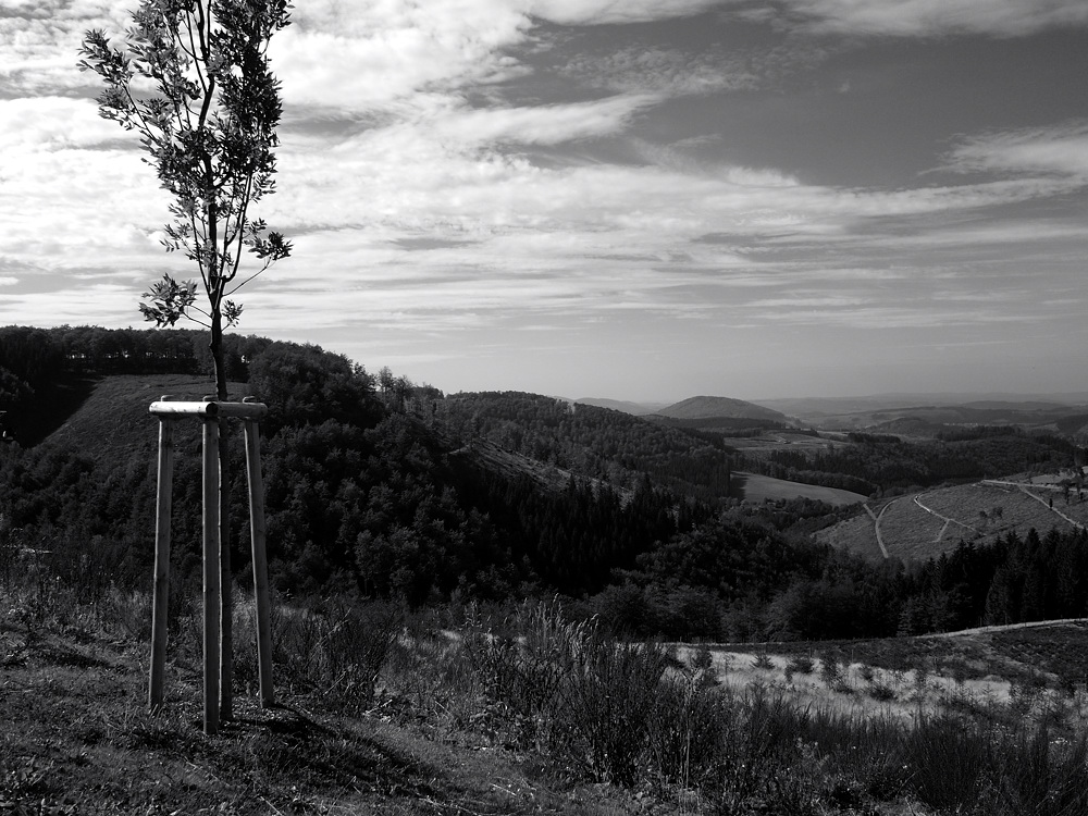 schwarz-weiß-Landschaft