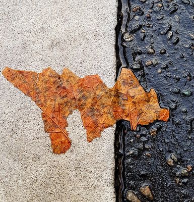 Schwarz weiß mit Blattdinosaurier