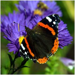 Schwarz - Weiss - Orange - Blau - Gelb - Grün ....