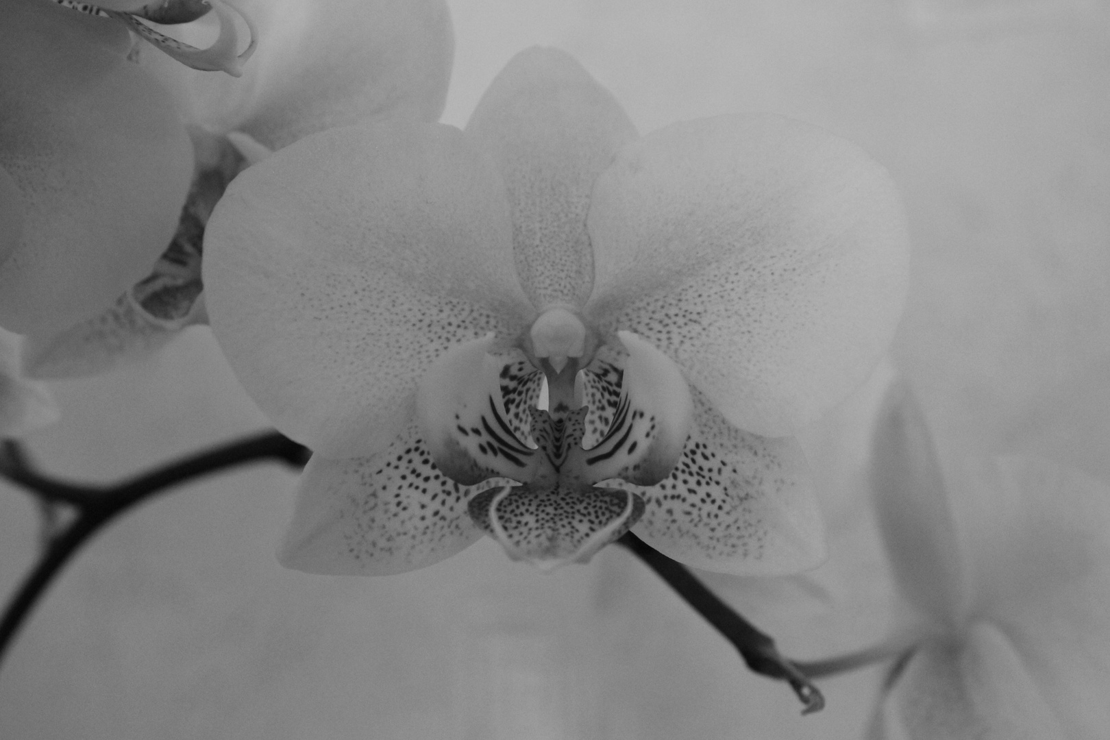 Schwarz-weiß Orchidee