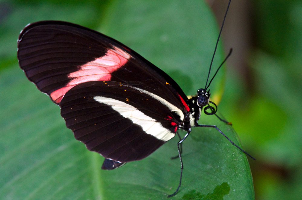 Schwarz Weiss Rot Foto Bild Tiere Zoo Wildpark Falknerei Insekten Spinnen Bilder Auf Fotocommunity