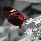 schwarz-weiß-rot Foto & Bild | tiere, zoo, wildpark & falknerei