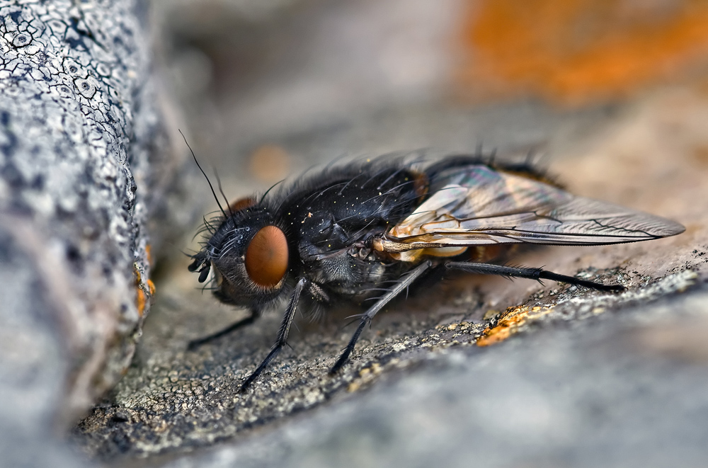 Schwarz weiss rot im Fliegenland