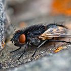 Schwarz weiss rot im Fliegenland