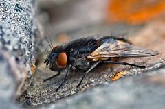 Schwarz weiss rot im Fliegenland