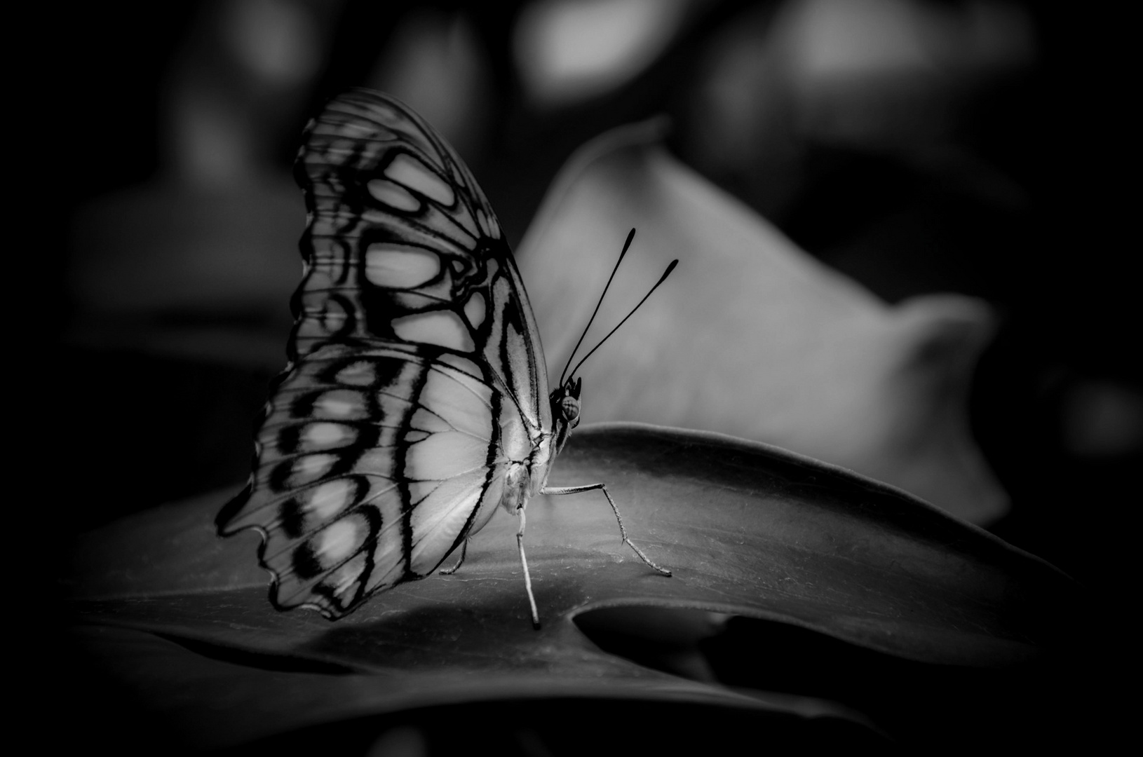 Schwarz Weiss Schmetterling Foto Bild Tiere Wildlife Schmetterlinge Bilder Auf Fotocommunity