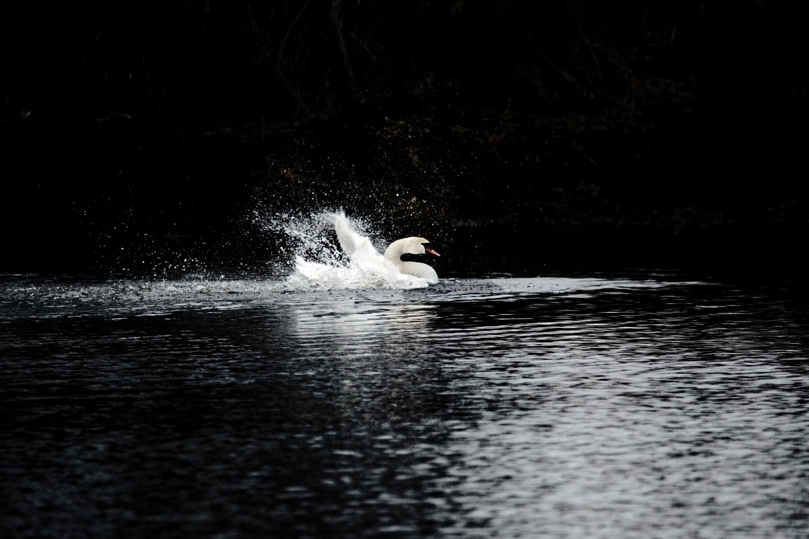 Schwarz-Weiß-Schwan