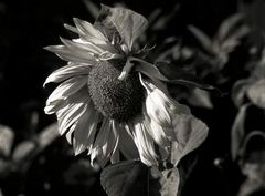 Schwarz-Weiß-Sonne-Blume