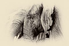 Schwarz-Weiß-Spielerei mit Elefanten