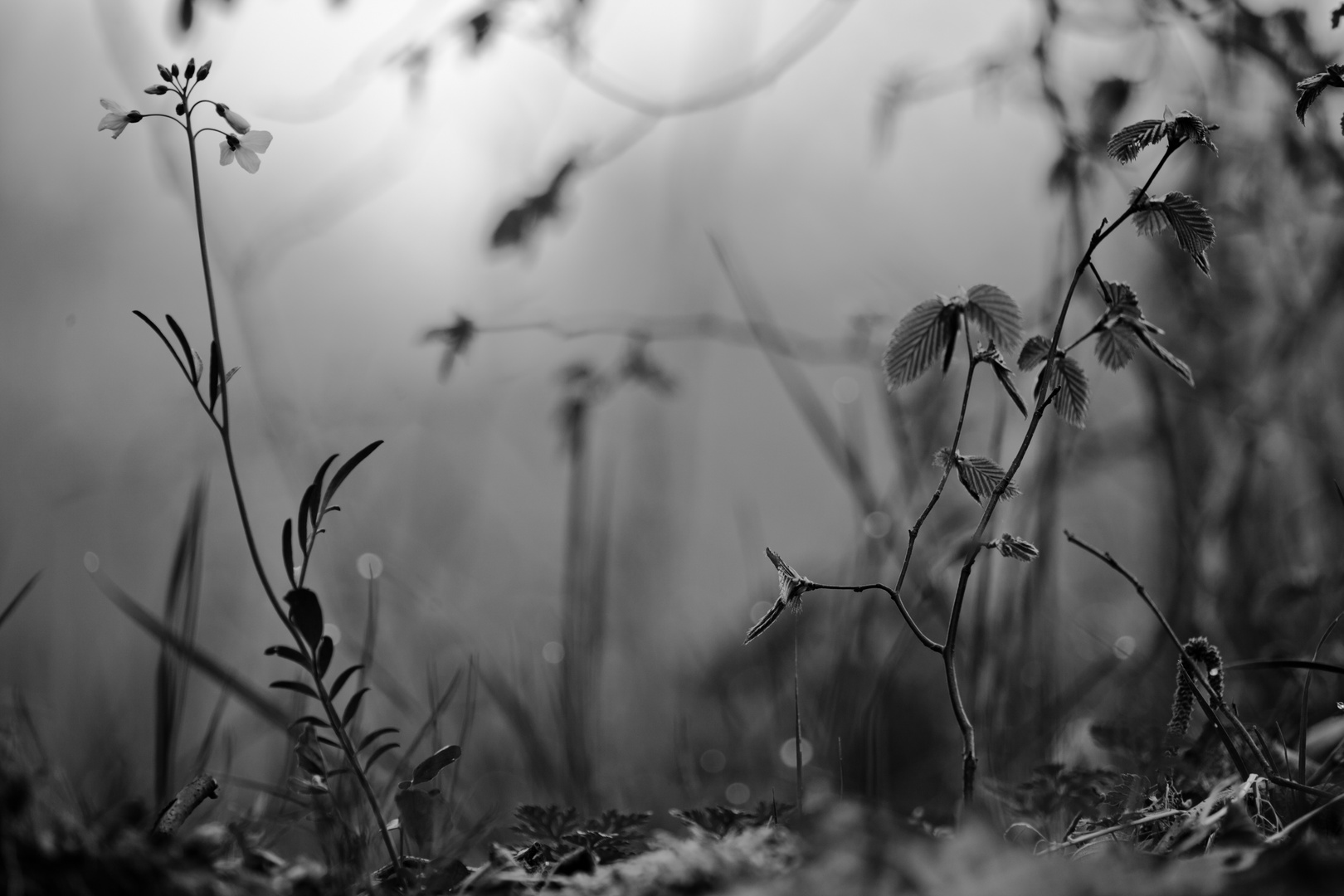 schwarz-weiß-wiese Foto & Bild | natur-kreativ, natur Bilder auf