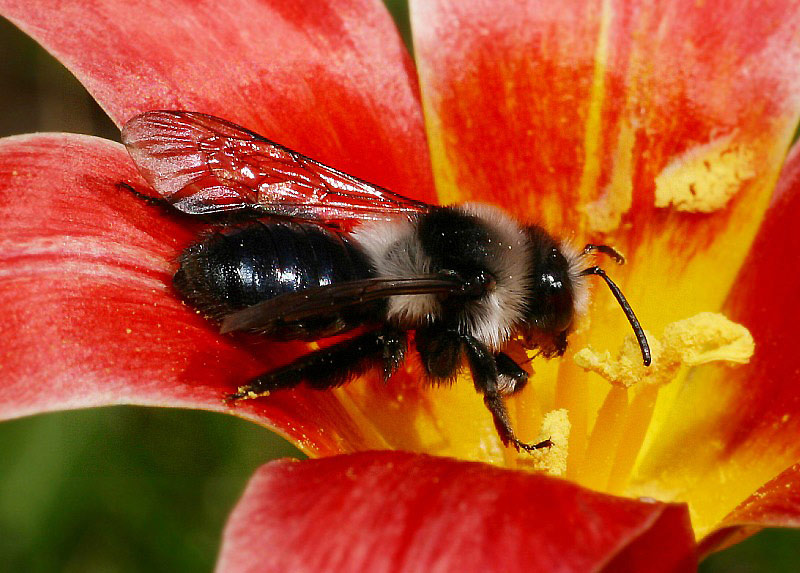 Schwarz Weisse Biene Foto Bild Tiere Wildlife Insekten Bilder Auf Fotocommunity