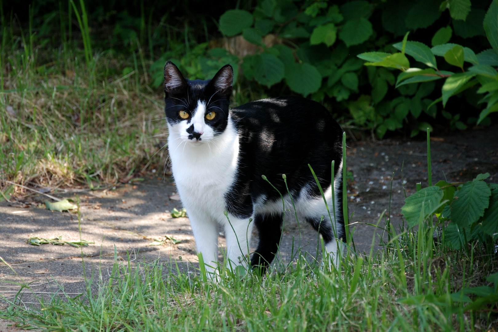 Schwarz-Weiße Katze