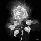"Schwarz Weiße Rose "