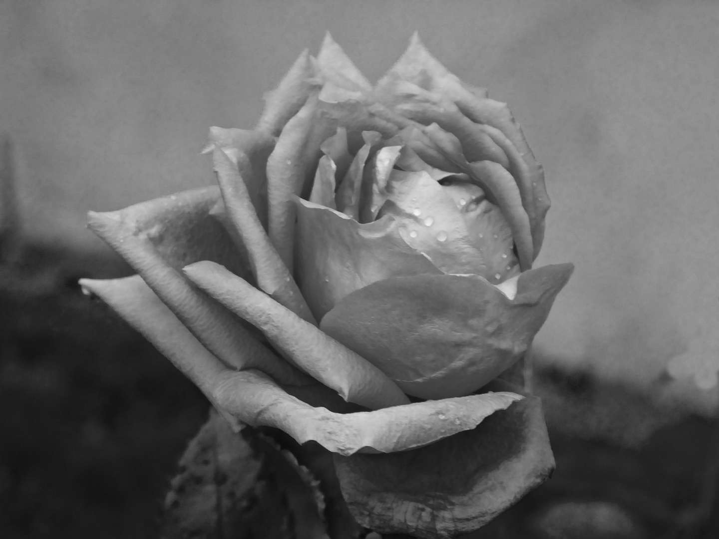 schwarz weiße Rose