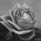 schwarz weiße Rose