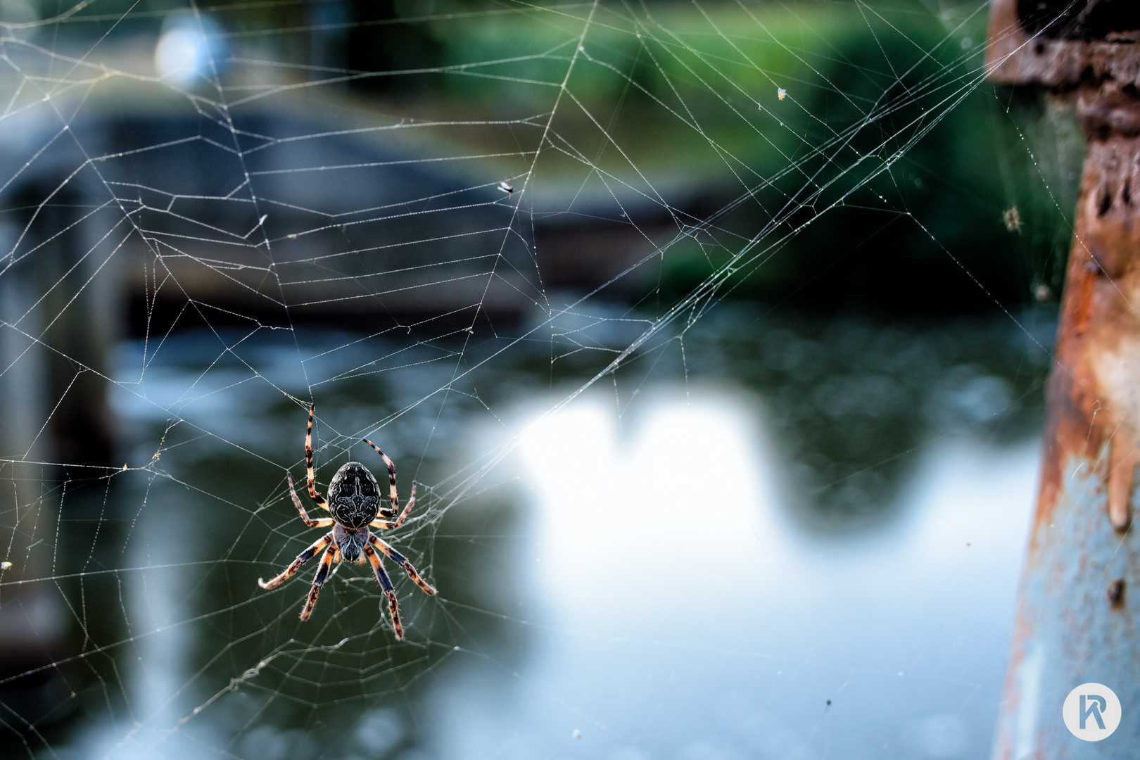 Schwarz-weiße Spinne an rostigem Geländer