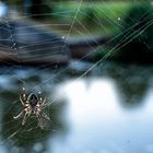 Schwarz-weiße Spinne an rostigem Geländer