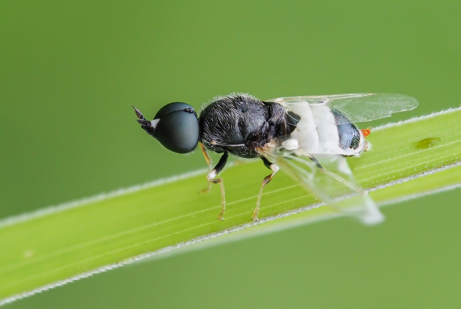 Schwarz Weiße Waffenfliege (Nemotelus pantherinus)