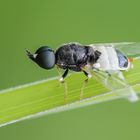 Schwarz Weiße Waffenfliege (Nemotelus pantherinus)