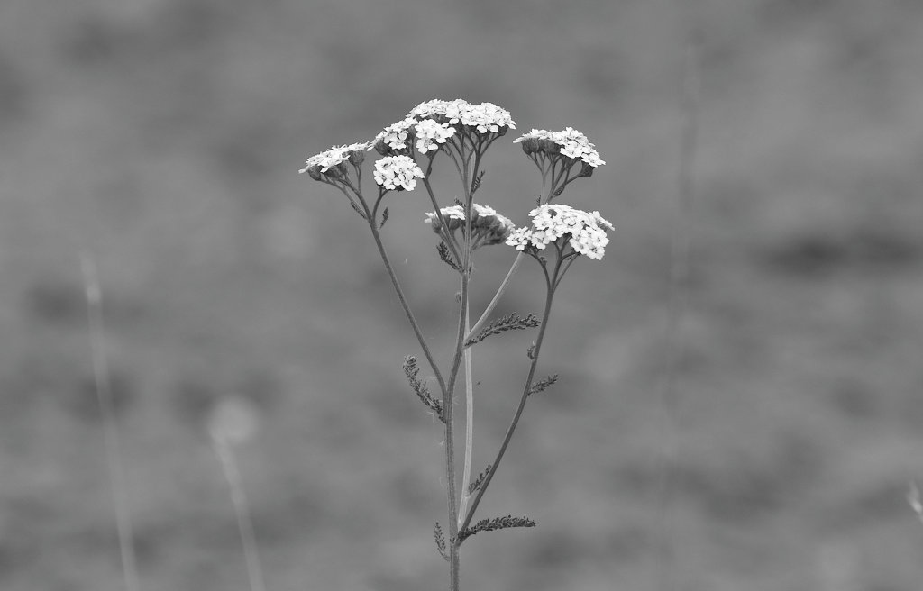 schwarz-weiße Wiesenschönheit